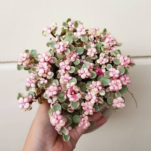 FREE SHIPPING - Pink Elephant Bush Variegated Starter Plant Bonsai ppp