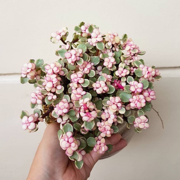 FREE SHIPPING - Pink Elephant Bush Variegated Starter Plant Bonsai ppp
