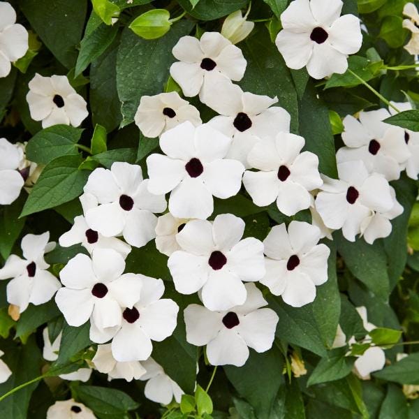 Black White Plant - Etsy