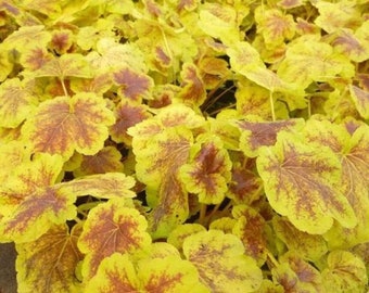 Solar Eclipse Heuchera Starter Plant (ALL Starter Plants REQUIRE You to Purchase 2 plants)