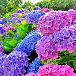 Hydrangea All Summer Beauty Cuttings (ALL Starter Plants REQUIRE You to Purchase 2 plants) Choose Your Lot (Look at ship time)