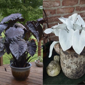 Get Both Black and White Plants Elephant Ears Starter ALL Starter Plants REQUIRE You to Purchase 2 plants FREE Shipping image 1
