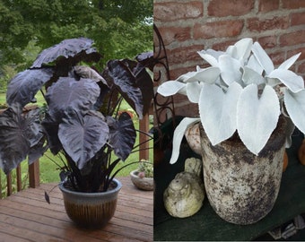FREE SHIPPING - Get Both Black and White Plants Elephant Ears Starter