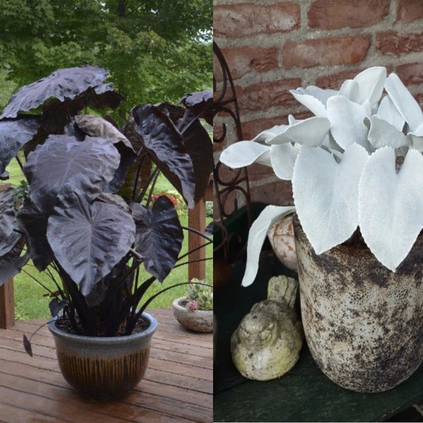 Get Both Black and White Plants Elephant Ears Starter (ALL Starter Plants REQUIRE You to Purchase 2 plants) FREE Shipping