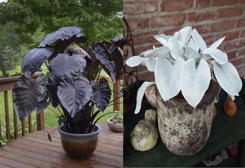 Get Both Black and White Plants Elephant Ears Starter ALL Starter Plants REQUIRE You to Purchase 2 plants FREE Shipping image 1