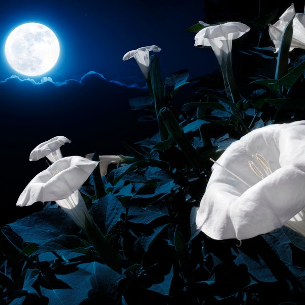 White Moonflower Vine Starter Plant (ALL Starter Plants REQUIRE You to Purchase 2 plants)