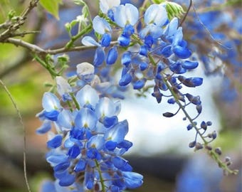 FREE SHIPPING - Blue Chinese Wisteria Tree Starter Plant 4-12"
