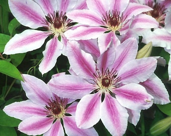 FREE SHIPPING - Nelly Moser Clematis Huge 8 inch Pink Bi-tone Blooming Flowers Vine Starter Plant