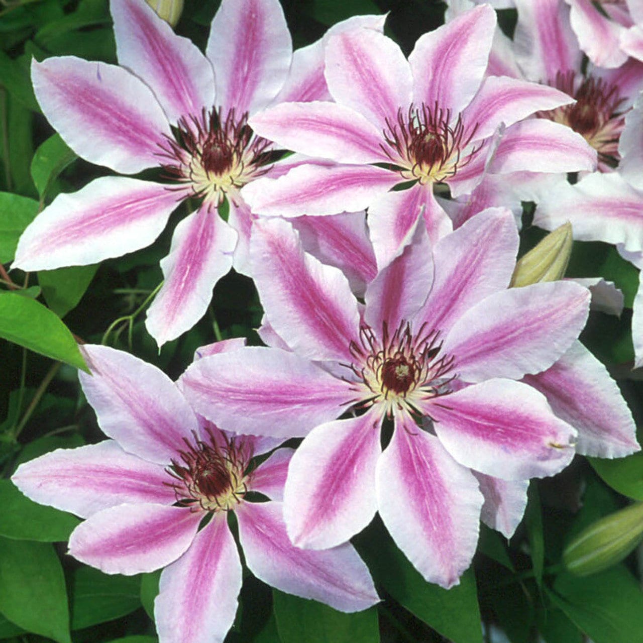 FREE SHIPPING - Nelly Moser Clematis Huge 8 Inch Pink Bi-tone