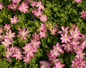 FREE SHIPPING - PINK Asao Clematis Blooming Flowers Vine Starter Plant