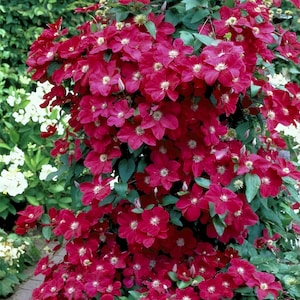 FREE SHIPPING - Rouge Cardinal Clematis Huge 6 inch Red Blooming Flowers Vine Starter Plant