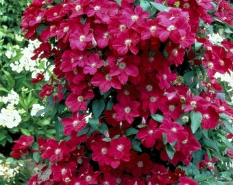 FREE SHIPPING - Rouge Cardinal Clematis Huge 6 inch Red Blooming Flowers Vine Starter Plant