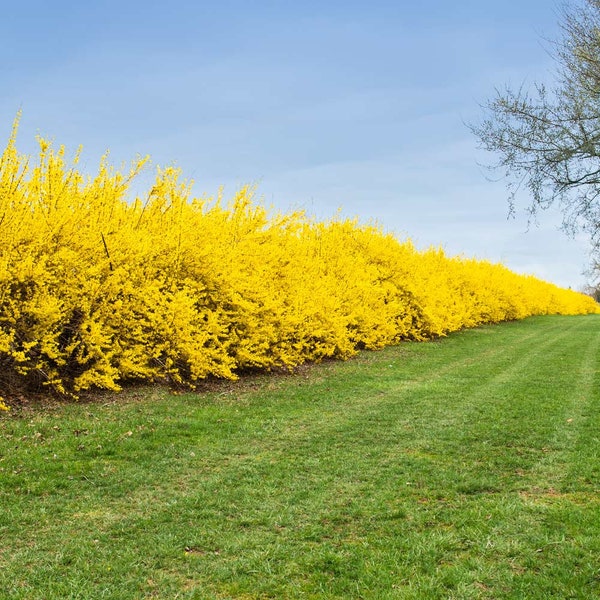 Forsythia Bush Golden Flowering Shrub Seedling Starter Plant ppp (ALL Starter Plants REQUIRE You to Purchase 2 plants)