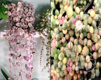 GET Both Variegated String of Pearls and String of Hearts Starter Plant (ALL Starter Plants REQUIRE You to Purchase 2 plants) ppp pink plant