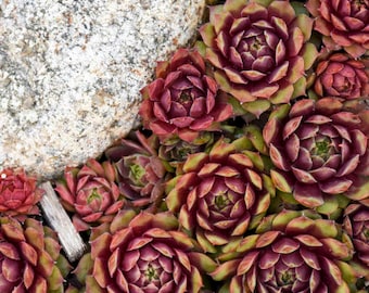 Ruby Heart Hen and Chicks succulents (ALL Starter Plants REQUIRE You to Purchase 2 plants)