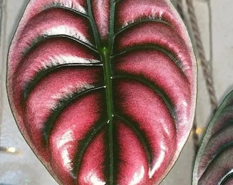 Red Secret Alocasia Starter (ALL Starter Plants REQUIRE You to Purchase 2 plants) House Plants