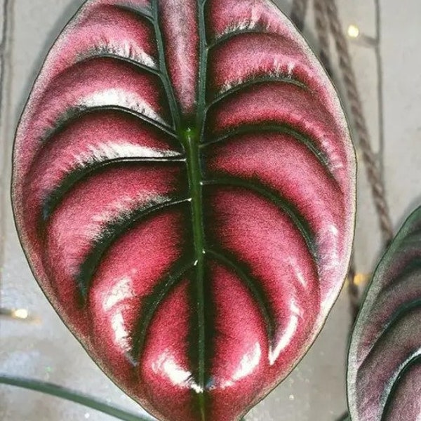 Red Secret Alocasia Starter (ALL Starter Plants REQUIRE You to Purchase 2 plants) House Plants