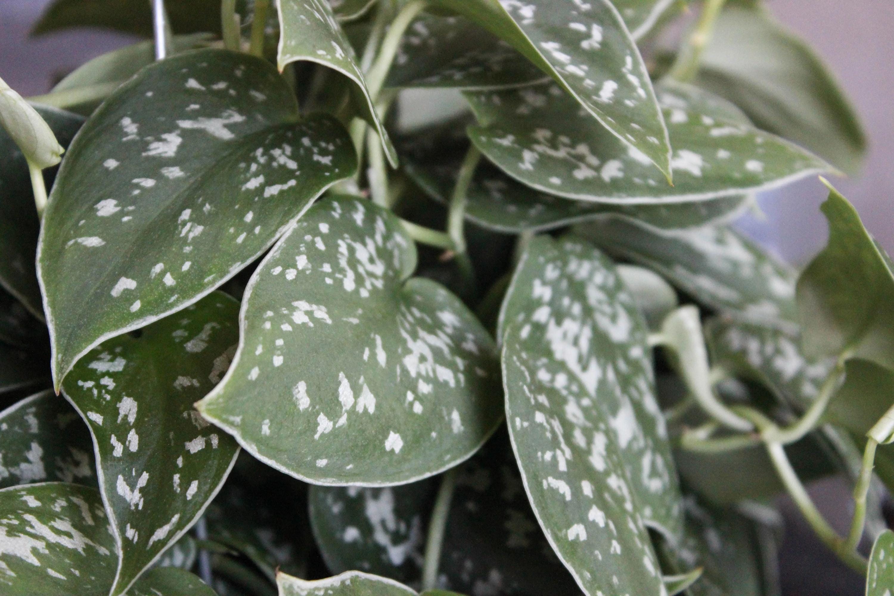 are snake plants hardy 6 Inch Snake Plant Sansevieria Laurentii - Live Air Purifying Houseplant