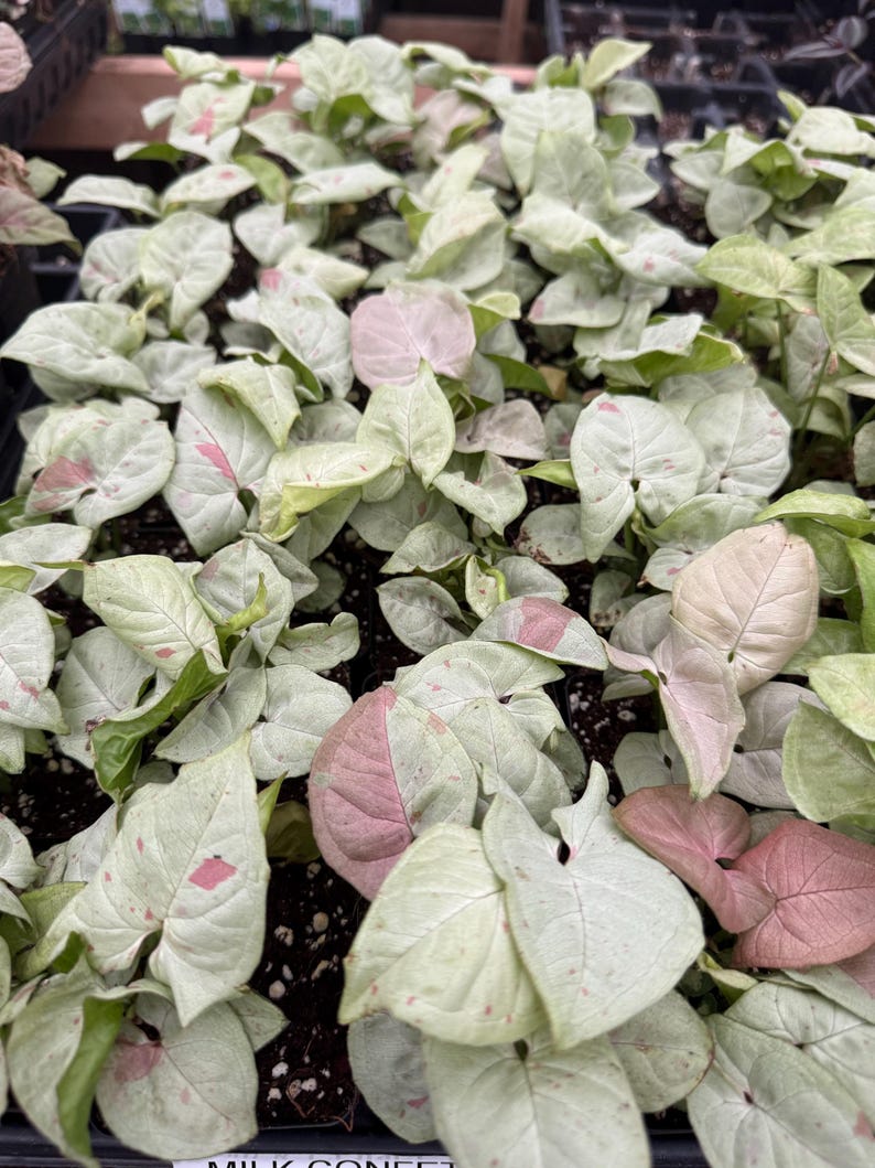 Syngonium Milk Confetti Plant - Thumbnail 2