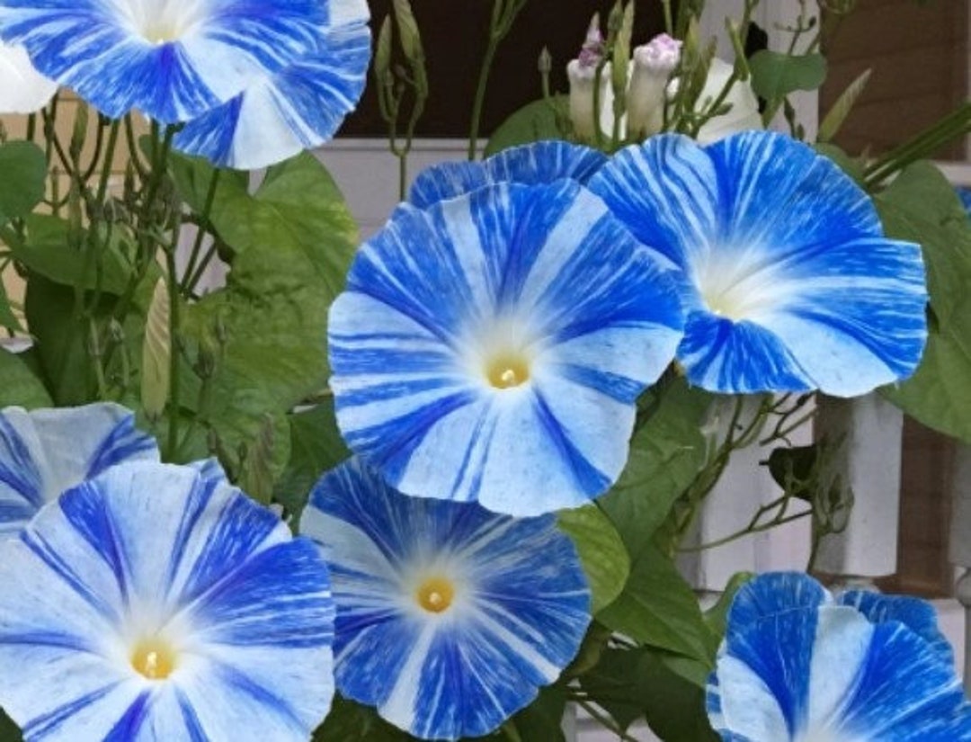 Flying Saucers Morning Glory Vine Starter Plant ALL Starter Plants