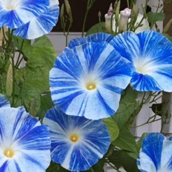 Flying Saucers Morning Glory Vine Starter Plant (ALL Starter Plants REQUIRE You to Purchase 2 plants) Blue Flowers