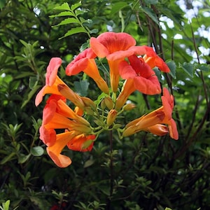 FREE SHIPPING - Orange Trumpet Vine Starter Plant