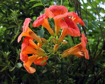 Orange Trumpet Vine Starter Plant (ALL Starter Plants REQUIRE You to Purchase 2 plants)