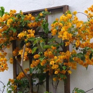 California Gold Bougainvillea Vine Starter Plant (ALL Starter Plants REQUIRE You to Purchase 2 plants)