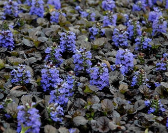 Black Scallops Ajuga Live Starter Plant (ALL Starter Plants REQUIRE You to Purchase 2 plants) Blue Flowers