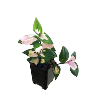 Tradescantia Blushing Bride Starter Plant ppp ALL Starter Plants REQUIRE You to Purchase 2 plants image 3