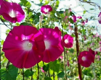 Scarlet O'Hara Morning Glory Vine Starter Plant (ALL Starter Plants REQUIRE You to Purchase 2 plants)