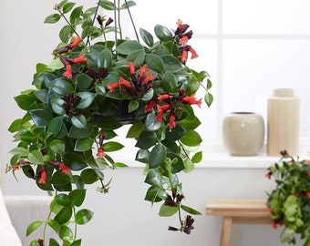 Red Lipstick Plant (ALL Starter Plants REQUIRE You to Purchase 2 plants)