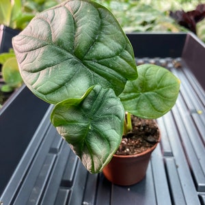 Rare Silver Dragon Alocasia Starter ALL Starter Plants REQUIRE You to Purchase 2 plants House Plants image 5