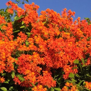 Super Sale Mexican Flame Vine Starter Plant  Climbing FREE SHIPPING