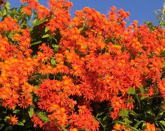 Mexican Flame Vine Starter Plant (ALL Starter Plants REQUIRE You to Purchase 2 plants) Climbing