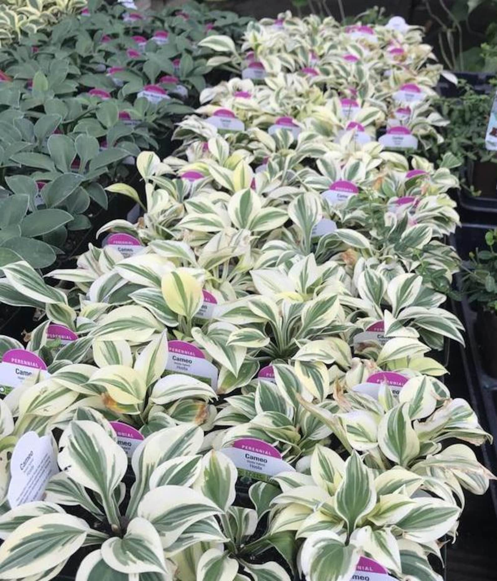 FREE SHIPPING - 3 Pack - Mixed Hosta - Etsy
