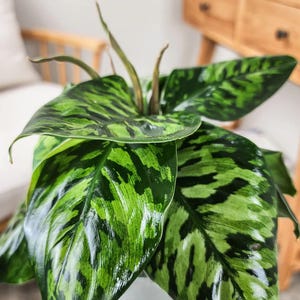 norfolk pine indoor plant Buy Norfolk Island Pine