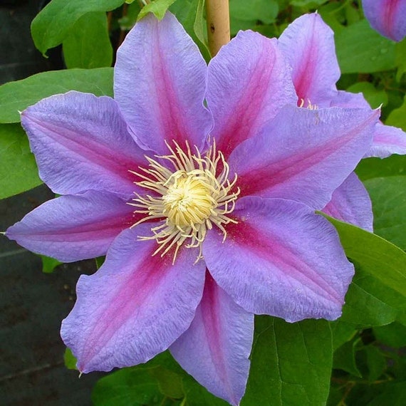 Clematis Dufek (Clematis Dufek, nebo podzim, Plaménku Dufek) Clematis Dufek