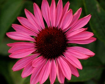 Echinacea Ruby Star Live Starter Plant (ALL Starter Plants REQUIRE You to Purchase 2 plants)