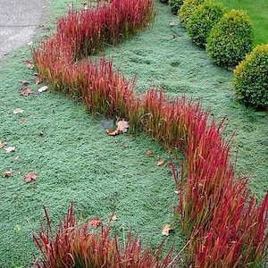 May include: A winding path of red ornamental grass is planted in a green lawn. The grass is surrounded by small green shrubs.