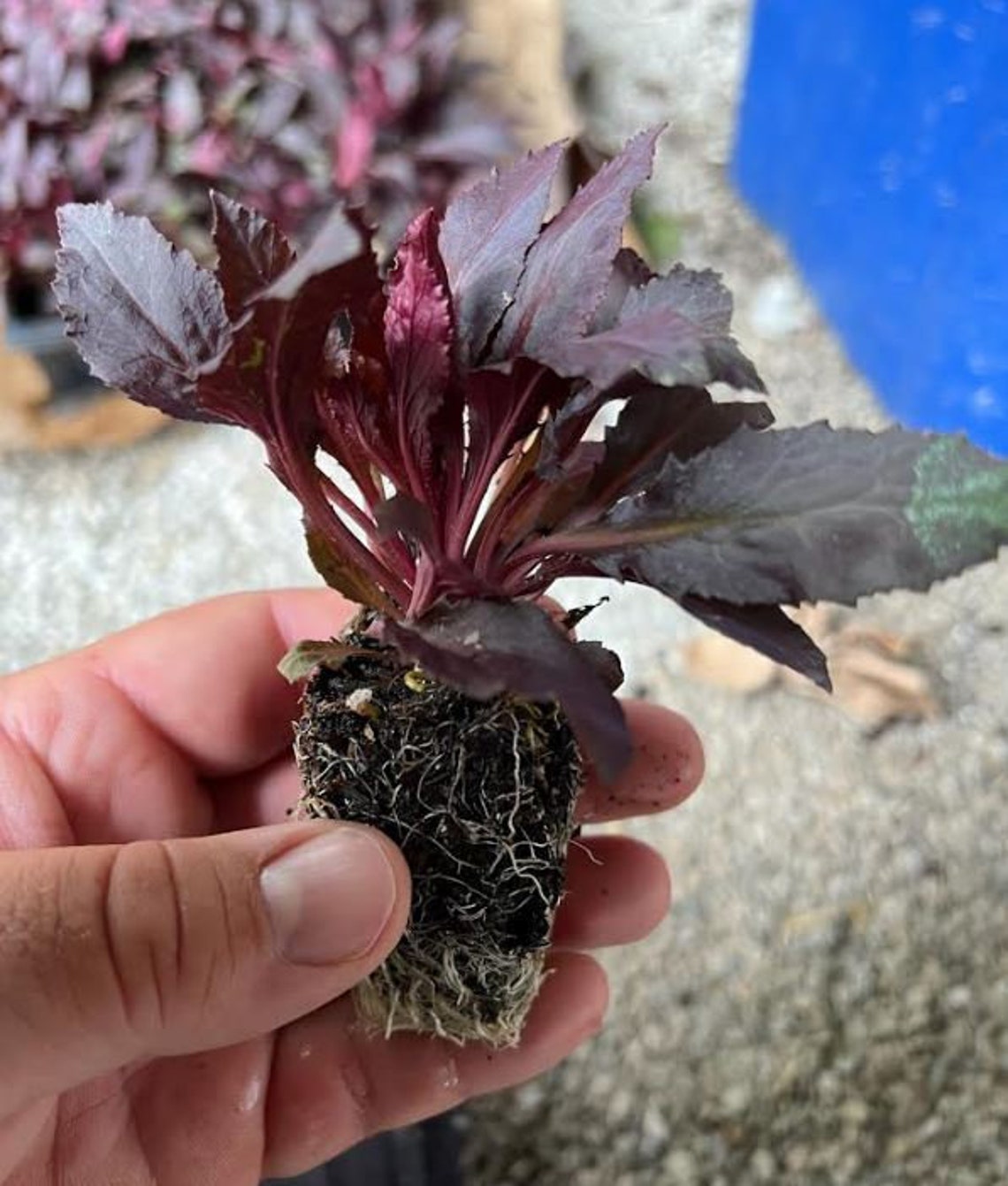 Black Cardinal Flower Starter Plant ALL Starter Plants Etsy