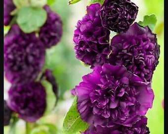 Double Purple Hollyhock Flower Plug Starter Plant (ALL Starter Plants REQUIRE You to Purchase 2 plants)