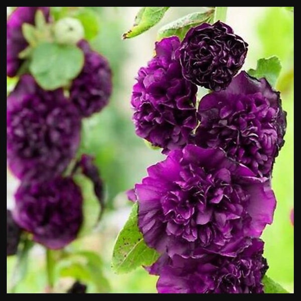 Double Purple Hollyhock Flower Plug Starter Plant (ALL Starter Plants REQUIRE You to Purchase 2 plants)