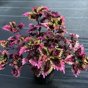 Florida Sun Rose Coleus Starter Plant (ALL Starter Plants REQUIRE You to Purchase 2 plants)