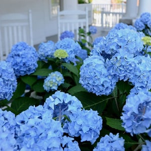 Hydrangea Nikko Blue Cuttings (ALL Starter Plants REQUIRE You to Purchase 2 plants) Choose Your Lot