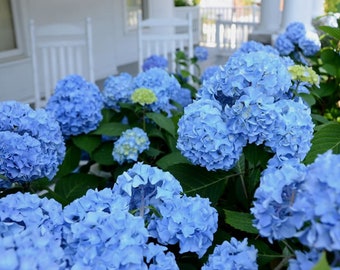 Hydrangea Nikko Blue Cuttings (ALL Starter Plants REQUIRE You to Purchase 2 plants) Choose Your Lot