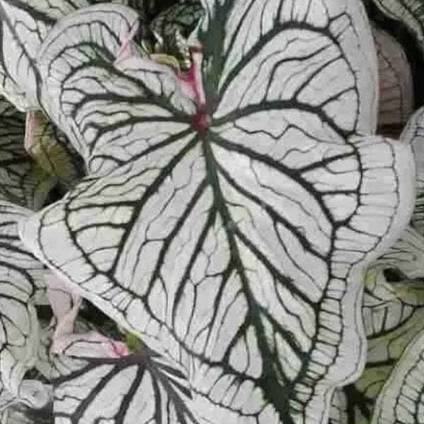 Debutante Caladium Bulbs Live Plant (ALL Starter Plants REQUIRE You to Purchase 2 plants)