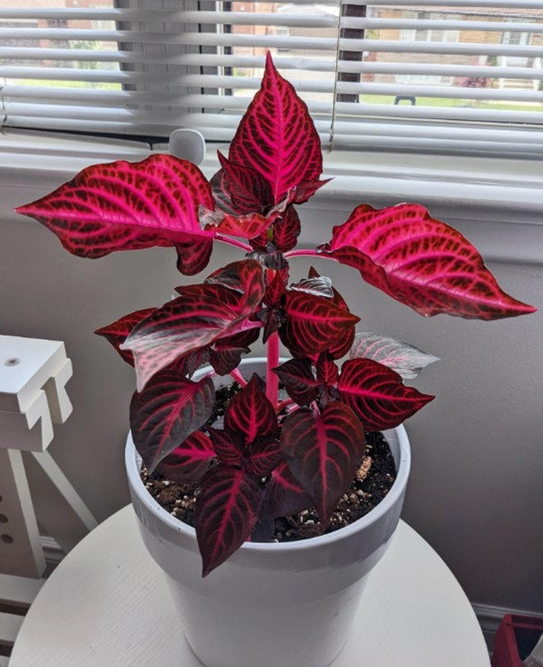 RED Bloodleaf Iresine Starter Plant ALL Starter Plants REQUIRE You to ...