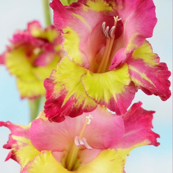 Stereo Gladiolus Bulbs Live Plant (ALL Starter Plants REQUIRE You to Purchase 2 plants)