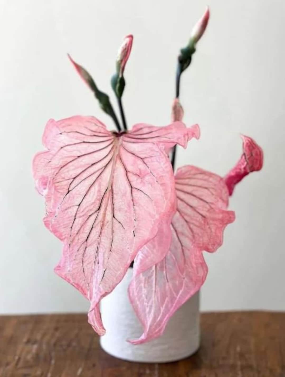 Pink Princess Symphony Caladium Bulbs Live Plant ALL Starter Plants